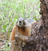 a very friendly marmot approaches us, as we eat lunch